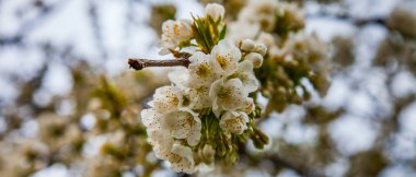 Sakura çiçeği