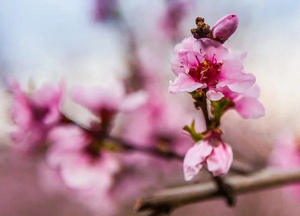 Flor de Sakura — Fotografia de Stock
