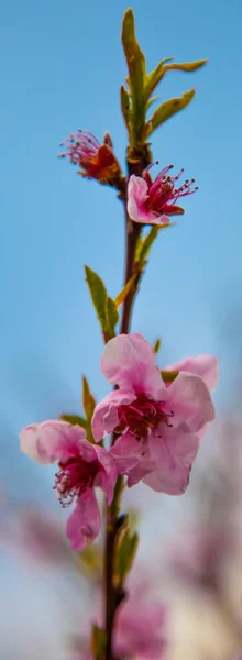 Flor de Sakura — Fotografia de Stock