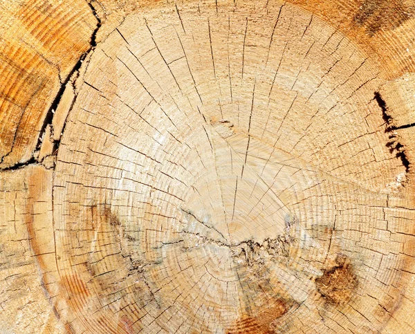 Пень дерева крупным планом — стоковое фото