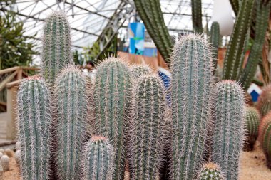 kaktüs mammillaria durispina bod