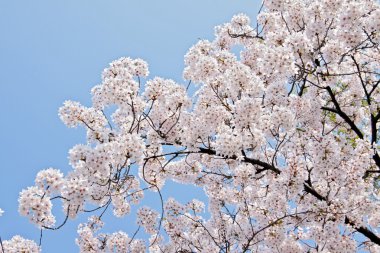 Beautiful branch of blooming cherry clipart