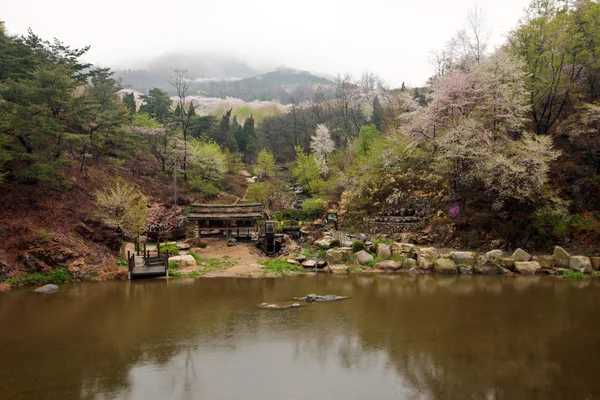 Fioritura di ciliegio in montagne coreane a una riva del fiume — Foto Stock