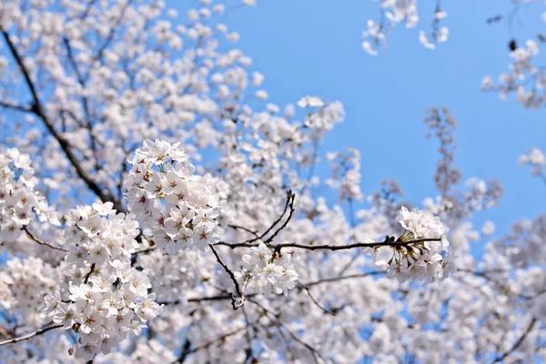 Cherry blossom — Stock Photo, Image