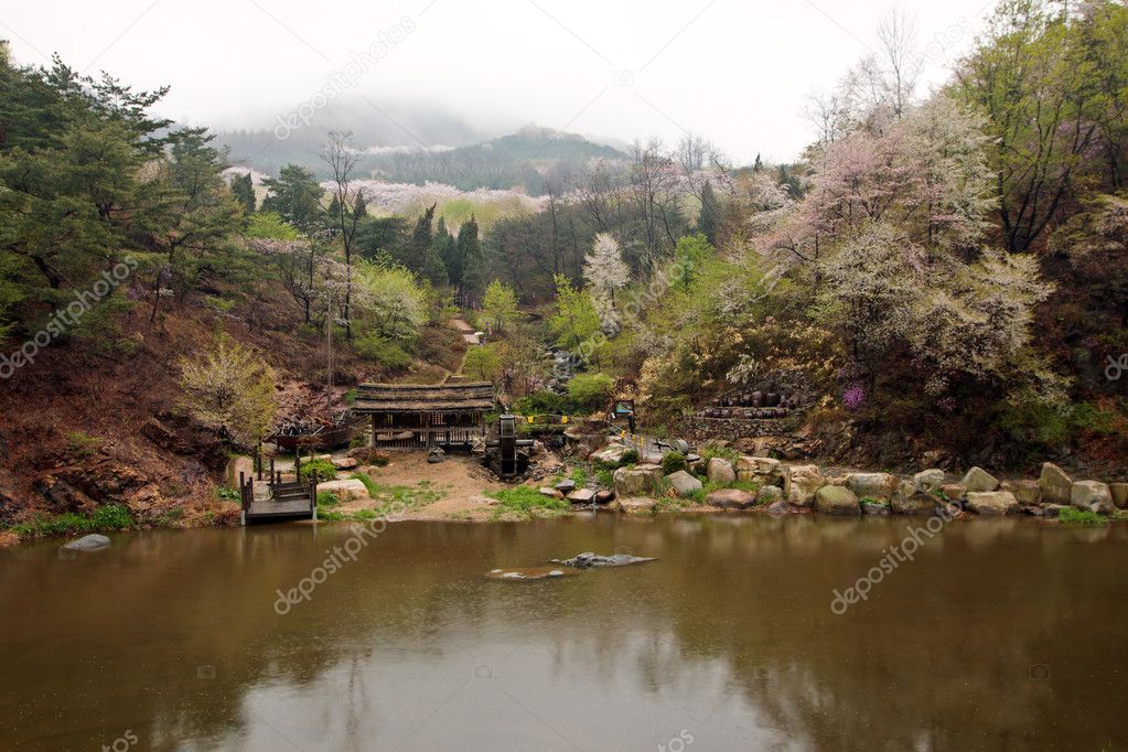 Cherry blossom in Korean mountains at a riverside