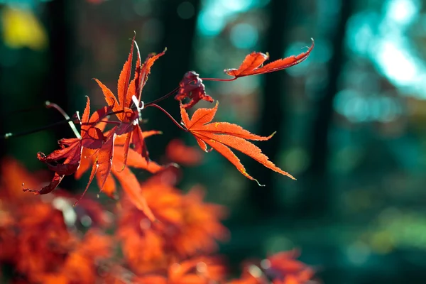 Fading red leaves in autumn — Stock Photo, Image