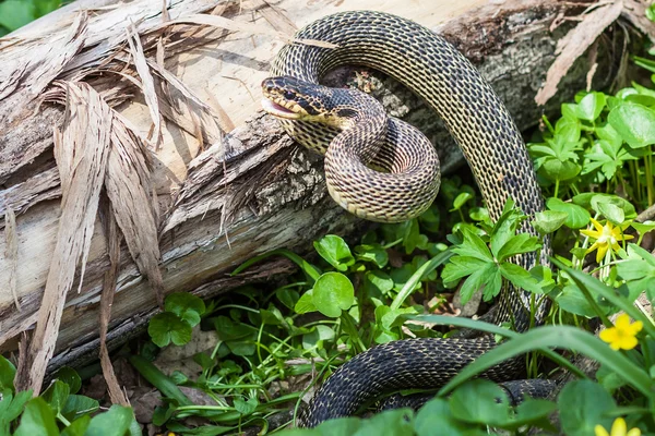 Snake in natural habitat — Stock Photo, Image