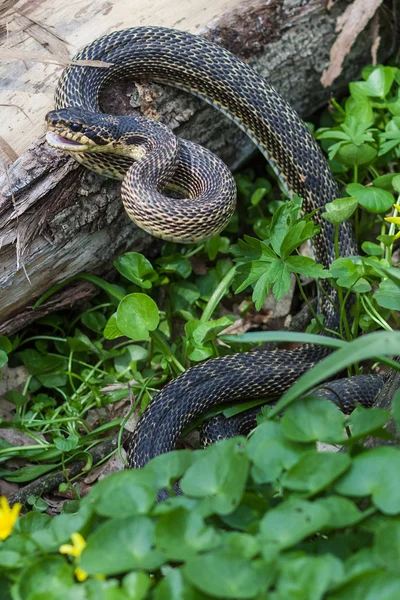 Wąż w naturalnym środowisku — Zdjęcie stockowe