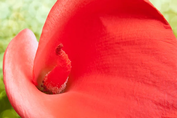 Red calla lily in closeup — Stock Photo, Image