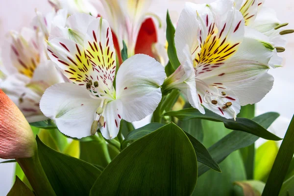 Boeket van lily bloemen — Stockfoto