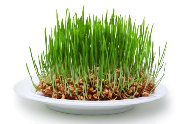 Wheat seeds with green sprouts clipart