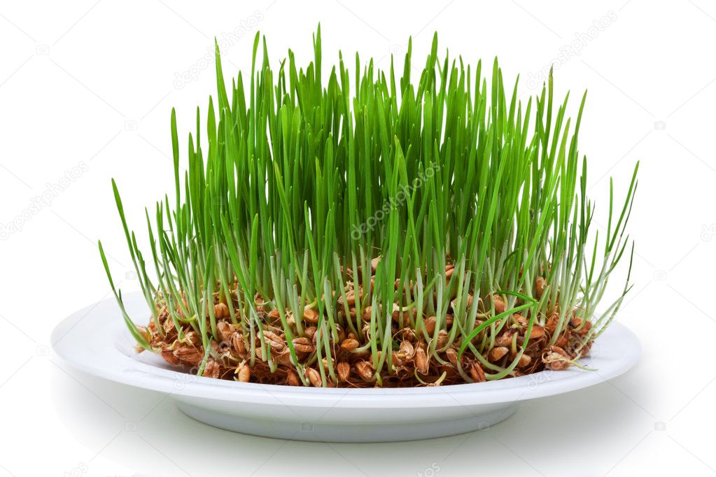 Шестирядный ячмень. Как взрастить вампира манга. Проросшая соя. Воспитанный волками трэвис фиммел. Колос ячменя.