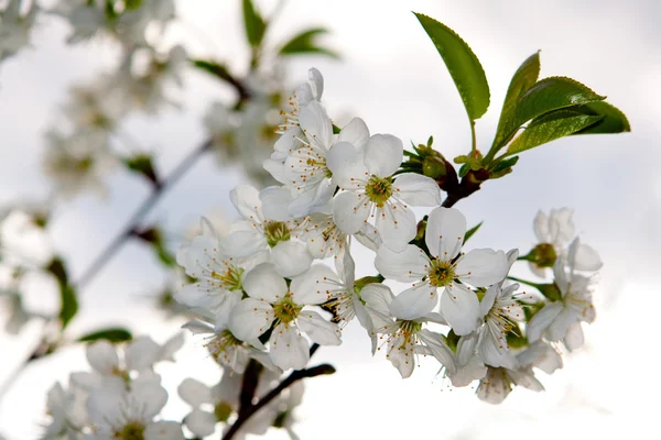Bahar kiraz çiçeği — Stok fotoğraf