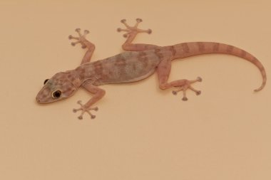 Gecko lizard clipart