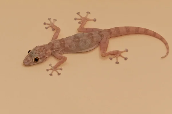 Lagarto Gecko — Fotografia de Stock