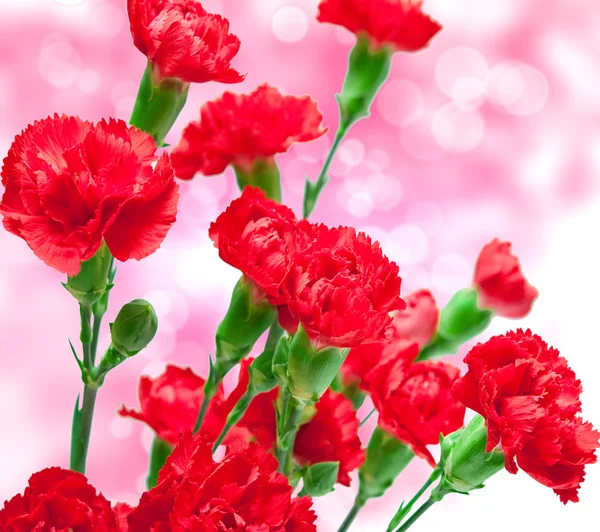 Flor de clavel — Foto de Stock