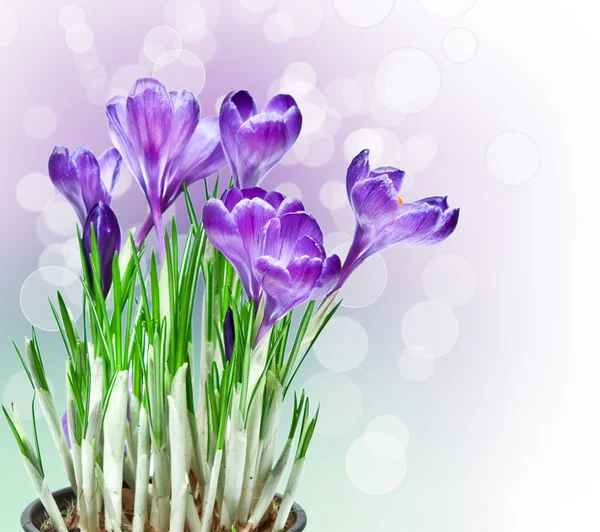 Paarse crocus — Stockfoto