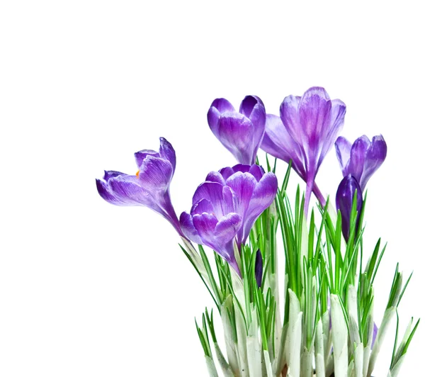 紫のクロッカス — ストック写真