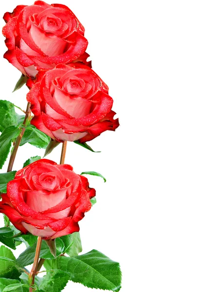 Rosa blomma — Stockfoto
