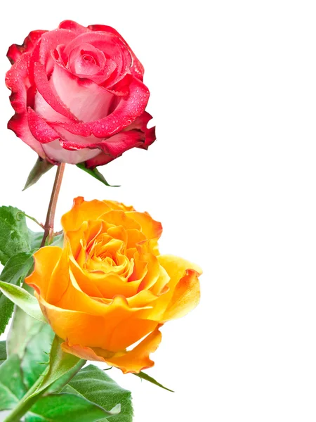 Rosa blomma — Stockfoto