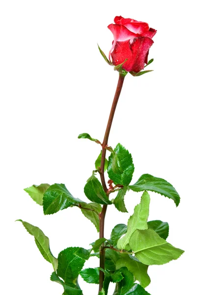 玫瑰花朵 — 图库照片