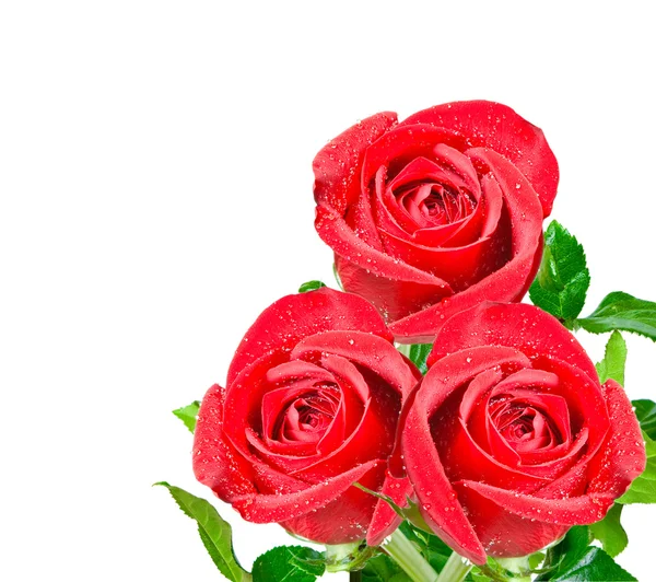 Rosenblüte lizenzfreie Stockbilder