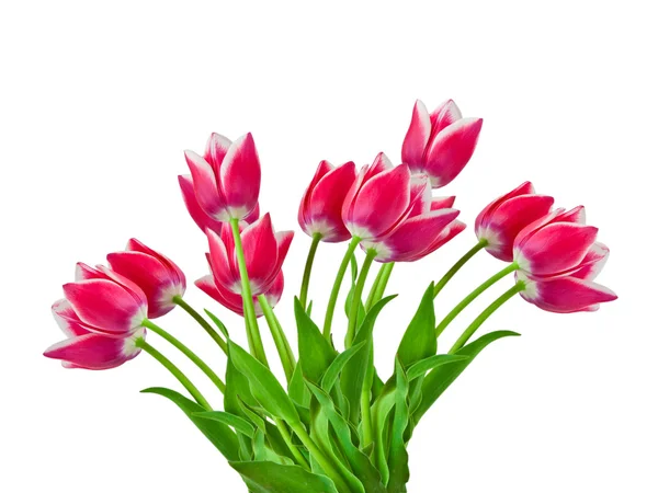 Fiore di tulipano — Foto Stock