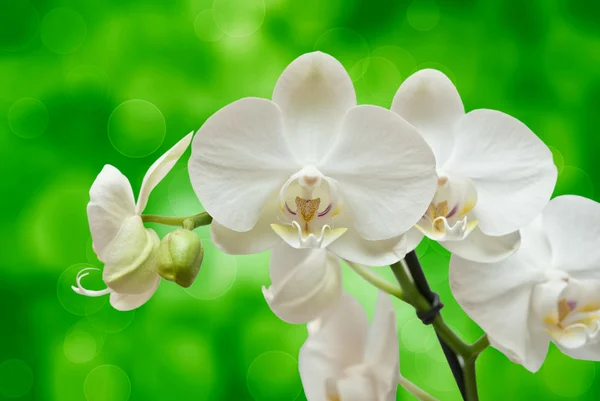 Крупный план цветка орхидеи — стоковое фото