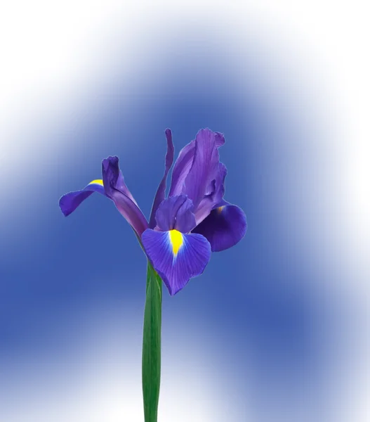 Paarse iris bloem — Stockfoto