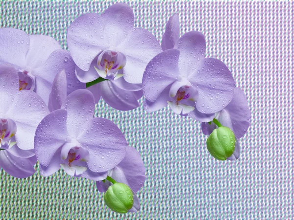 Gros plan de fleur d'orchidée — Photo