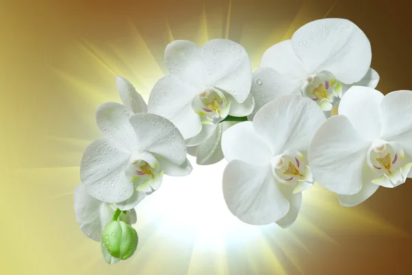Närbild av orkidé — Stockfoto