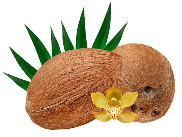 Coconut — Stock Photo, Image