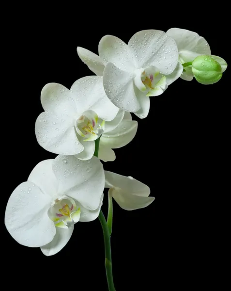 Witte orchidee — Stockfoto