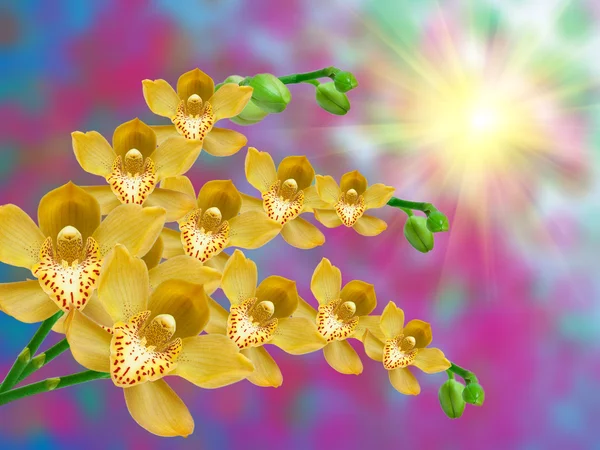 난초 꽃의 근접 촬영 — 스톡 사진