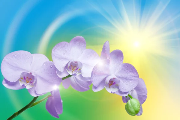 Close-up van de orchideebloem — Stockfoto