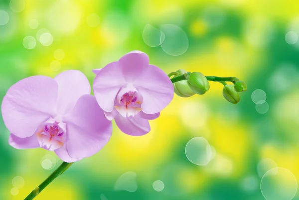 난초 꽃의 근접 촬영 — 스톡 사진