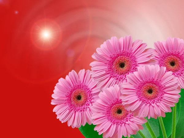 Gerber çiçek — Stok fotoğraf