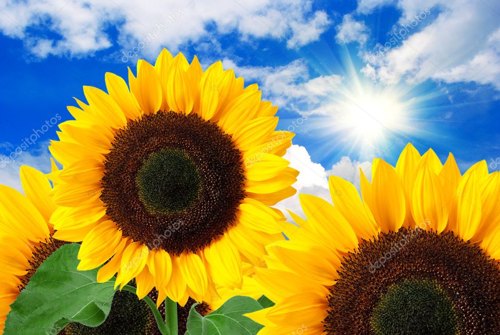 Sunflower background Stock Photo by ©MaxPayne 8141021