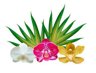 orkide