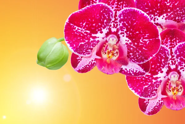 Closeup ορχιδέα λουλούδι — Φωτογραφία Αρχείου