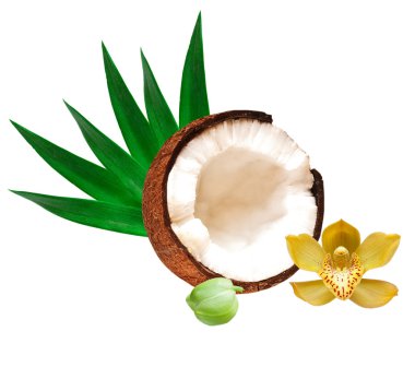 Coconut clipart