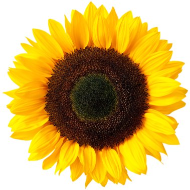 Sunflower clipart