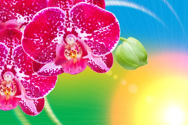Orkide çiçek closeup — Stok fotoğraf