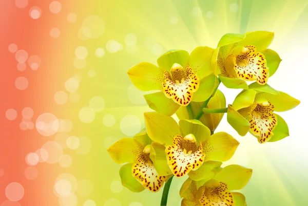 Крупним планом квітка орхідеї — стокове фото