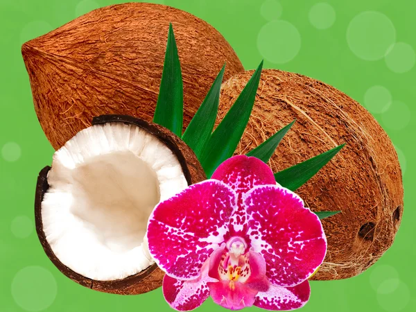 Coco sobre fondo verde — Foto de Stock
