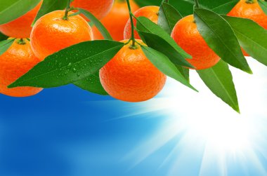 mandarins