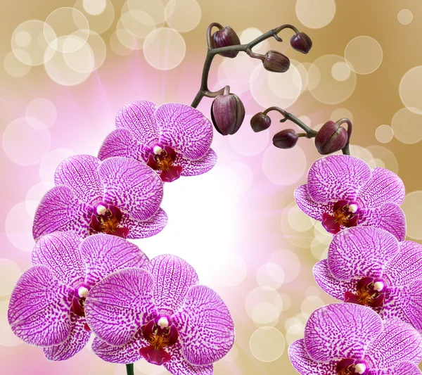 Close-up van de orchideebloem — Stockfoto