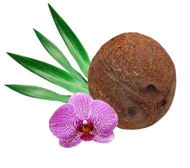 Coconut clipart