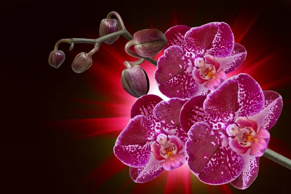 Primer plano de la flor de la orquídea — Foto de Stock