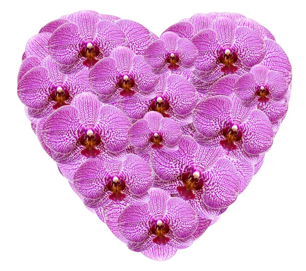Forma del cuore fatta da fiori di orchidea rosa — Foto Stock